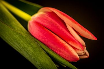 Roze tulp van Patrick Herzberg