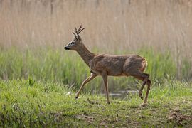 Ree by Janny Beimers