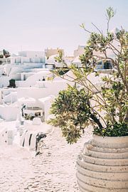 Pot de fleurs à Santorin sur Patrycja Polechonska