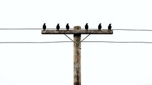 Vögel auf einer Telefonleitung vor weißem Himmel