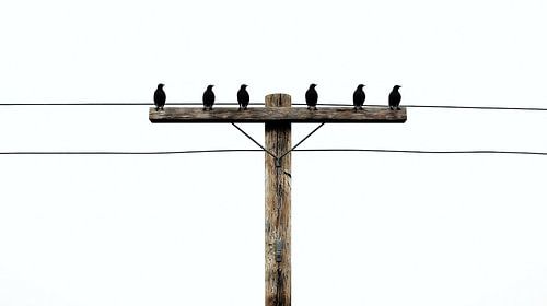 Vogels op een telefoonlijn voor een witte lucht