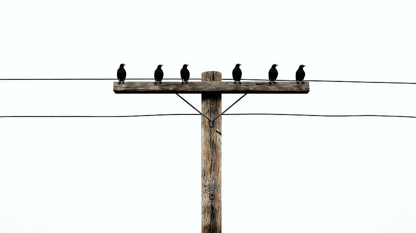 Vögel auf einer Telefonleitung vor weißem Himmel von Frank Heinz