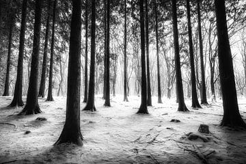 Sneeuw in het bos van Niels Barto