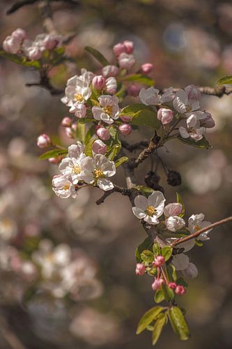 Close up of the beautiful blossom an Apple tree in Spring
