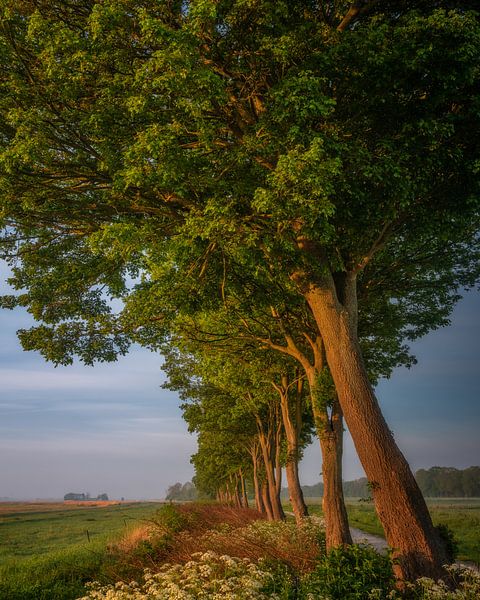 Brilliant Trees van Bart Hendrix