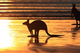 kangoeroe op strand bij zonsopgang, mackay, noord queenland, australië