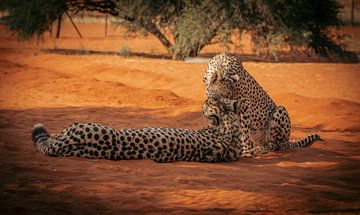 Couple de guépards dans le désert du Kalahari en Namibie, Afrique sur Patrick Groß