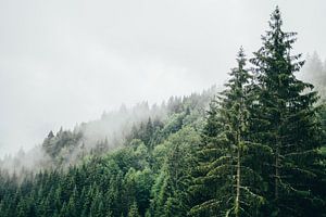 Nebel im Wald von Patrycja Polechonska