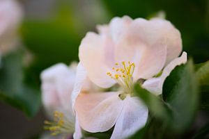 Apfelblüte