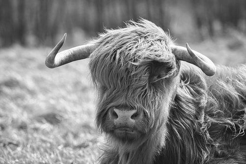 Schotse Hooglander van Eva De Mol