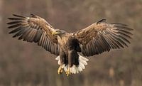 Approaching White-tailed Eagle! van Robert Kok thumbnail