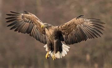 Approaching White-tailed Eagle!