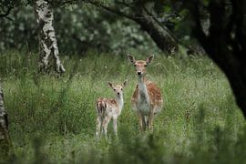 Fallow deer with calf by Bianca van Dijk