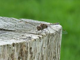 "veilige landing" von Pascal Engelbarts