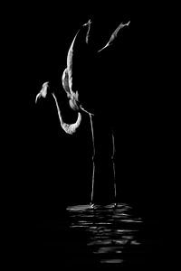 Variation de l'art du flamant rose