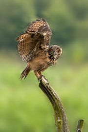 Whoo-hoo! by GB73Photography