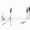 Lisdoode in het ijs zwartwit van Anouschka Hendriks