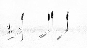 Lisdoode in het ijs zwartwit van Anouschka Hendriks