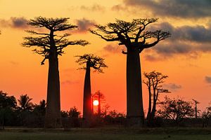 Apenbroodbomen zonsondergang  sur Dennis van de Water