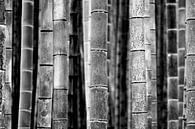 Bamboo trunks (black & white) von Peter Postmus Miniaturansicht
