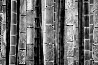 Bamboo trunks (black & white)