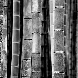 Bamboe stammen (zwart-wit) van Peter Postmus