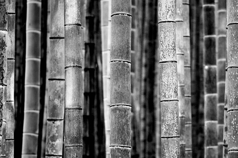 Bamboo trunks (black & white) von Peter Postmus