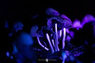 Migic Mushrooms by Remco Ditmar thumbnail
