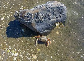 aggressive shore crab in front of its castle,North Sea by Peter Eckert