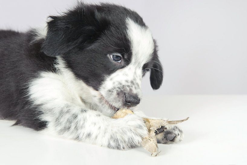 The border collie puppy eats dried fish. by Rene du Chatenier