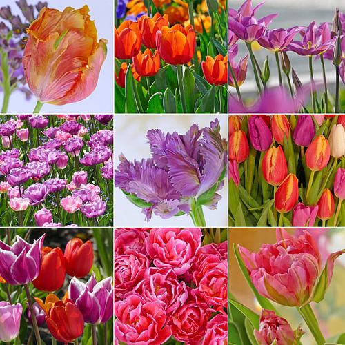 Tulpenliefde van christine b-b müller