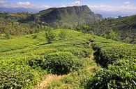 Champs de thé à l'intérieur du Sri Lanka par Antwan Janssen Aperçu
