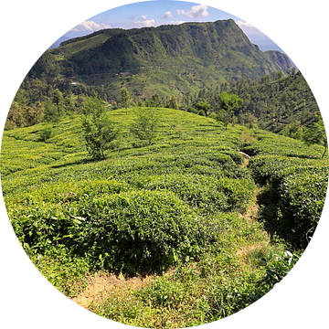 Theevelden in de binnenlanden van Sri Lanka