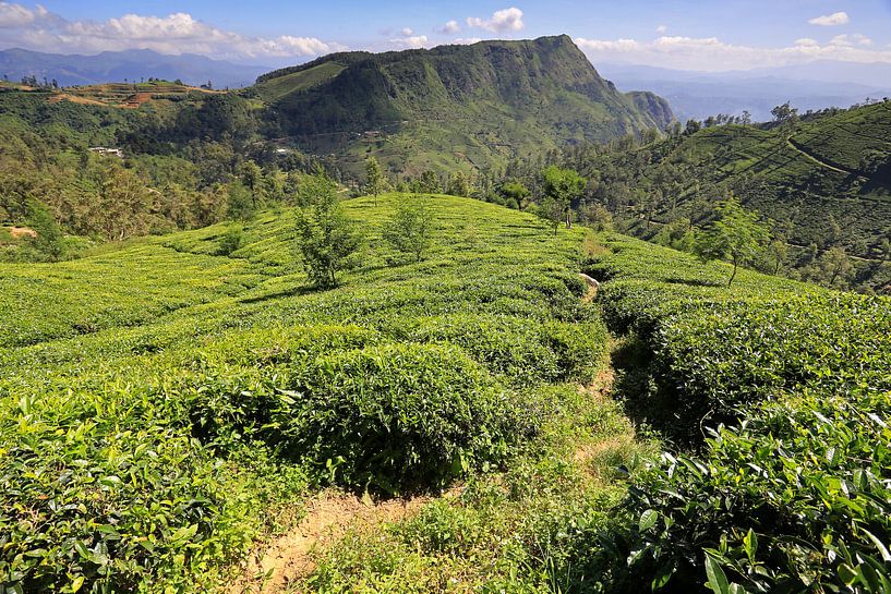 Champs de thé à l'intérieur du Sri Lanka par Antwan Janssen
