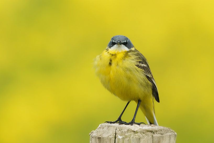 Yellow Wagtail by Ton Valk