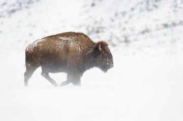 felle wind... Amerikaanse bizon *Bison bizon* van wunderbare Erde
