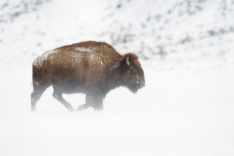 vent violent ... Bison américain *Bison bison par wunderbare Erde