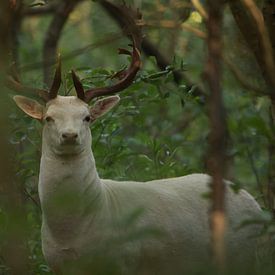 Het speciale witte damhert. van Wendy Hilberath