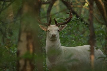 Het speciale witte damhert. van Wendy Hilberath