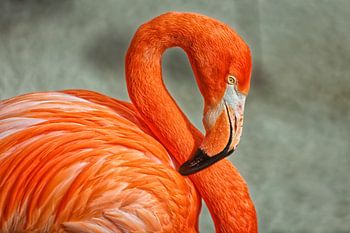 Portrait de flamant rose montrant le pic, l'œil et le cou