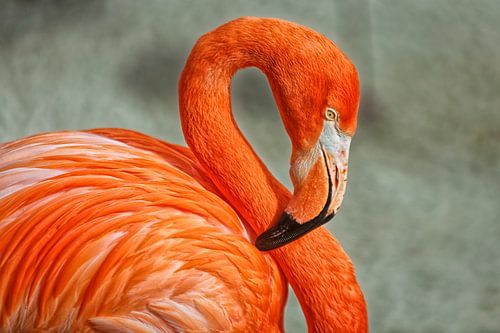 Flamingo portret met piek, oog en nek
