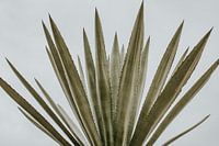 de Cactus