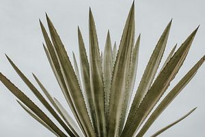 der Kaktus von FotoMariek