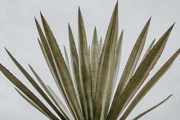 de Cactus van FotoMariek