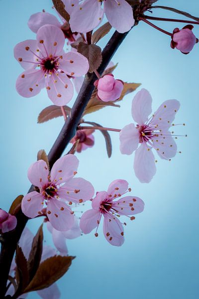 Close up roze bloesemtak tegen een blauwe achtergrond by Natascha Teubl