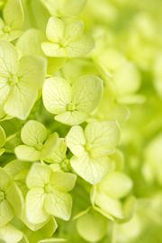 Fleur d'hortensia vert tendre sur Iris Holzer Richardson