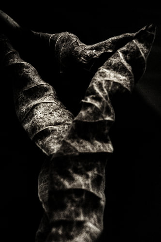 Fleurs sombres en été - n° 04