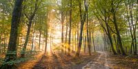Zandpad door het Speulderbos