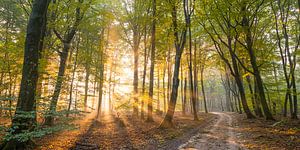 Zandpad door het Speulderbos