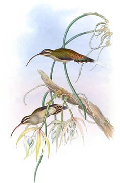 Mexicaanse kluizenaar, John Gould van Hummingbirds